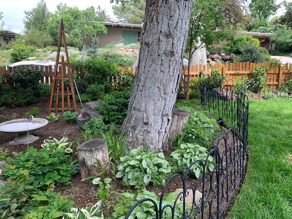 Backyard