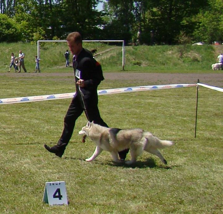 BOS-WINNER
owner:Ancient Tribe Siberians
breeder:Daniel Radomski (
