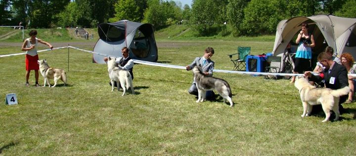 BOS-WINNER
owner:Ancient Tribe Siberians
breeder:Daniel Radomski (