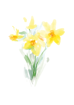 Un bouquet de narcisses