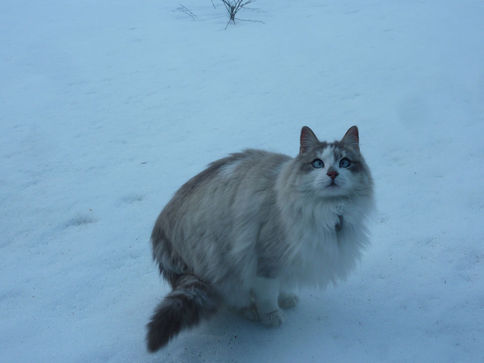le chat star de loulou.JPG