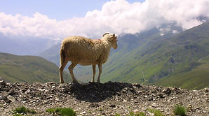 mouton de Barèges Gavarnie.jpg