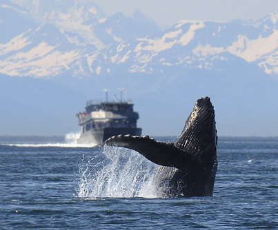 Alaska-Whale.png