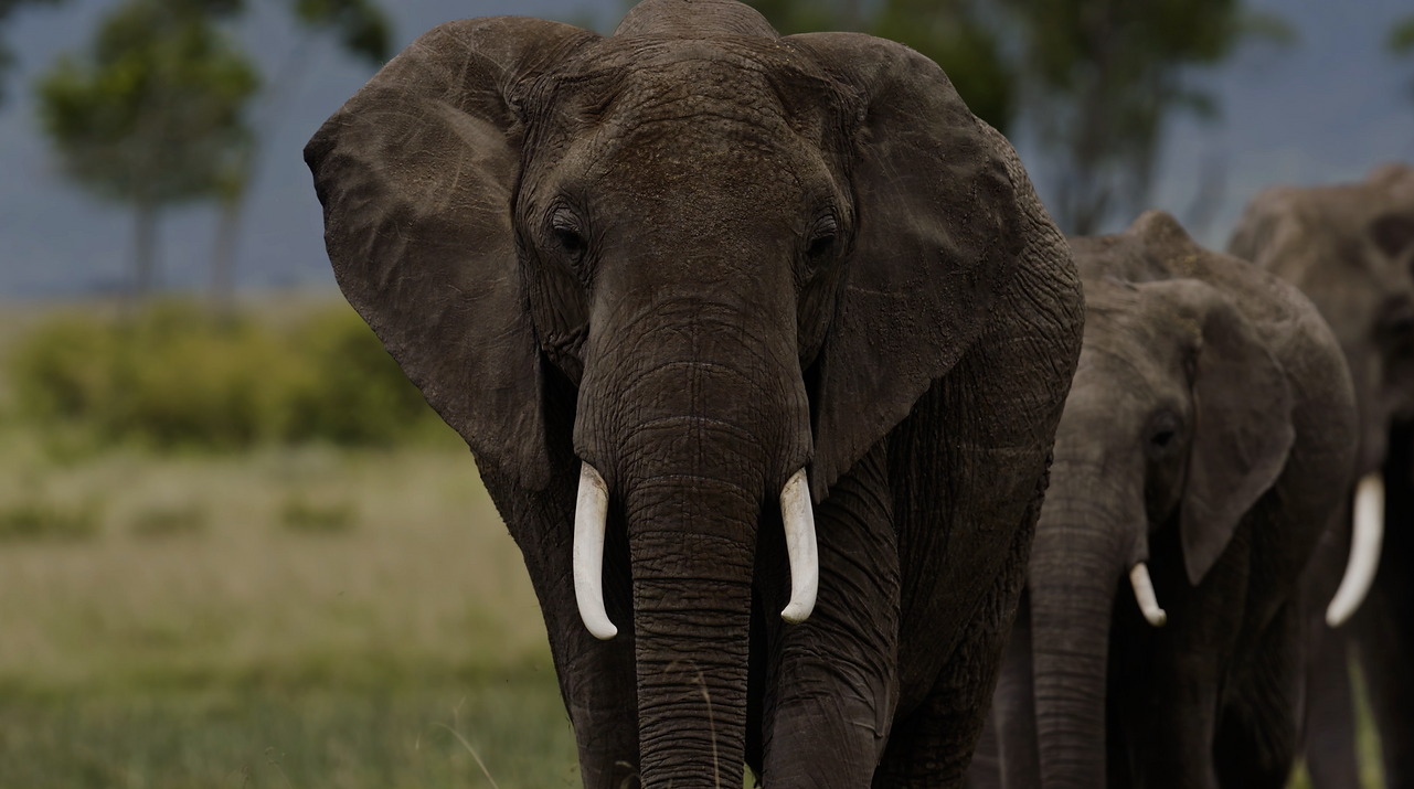 Color-graded close-up of an elephant in the wild, highlighting professional color correction.