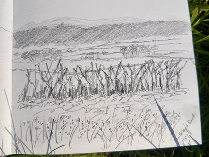 How to Sketch on a Walk: A Simple One-Hour Nature Sketching Practice