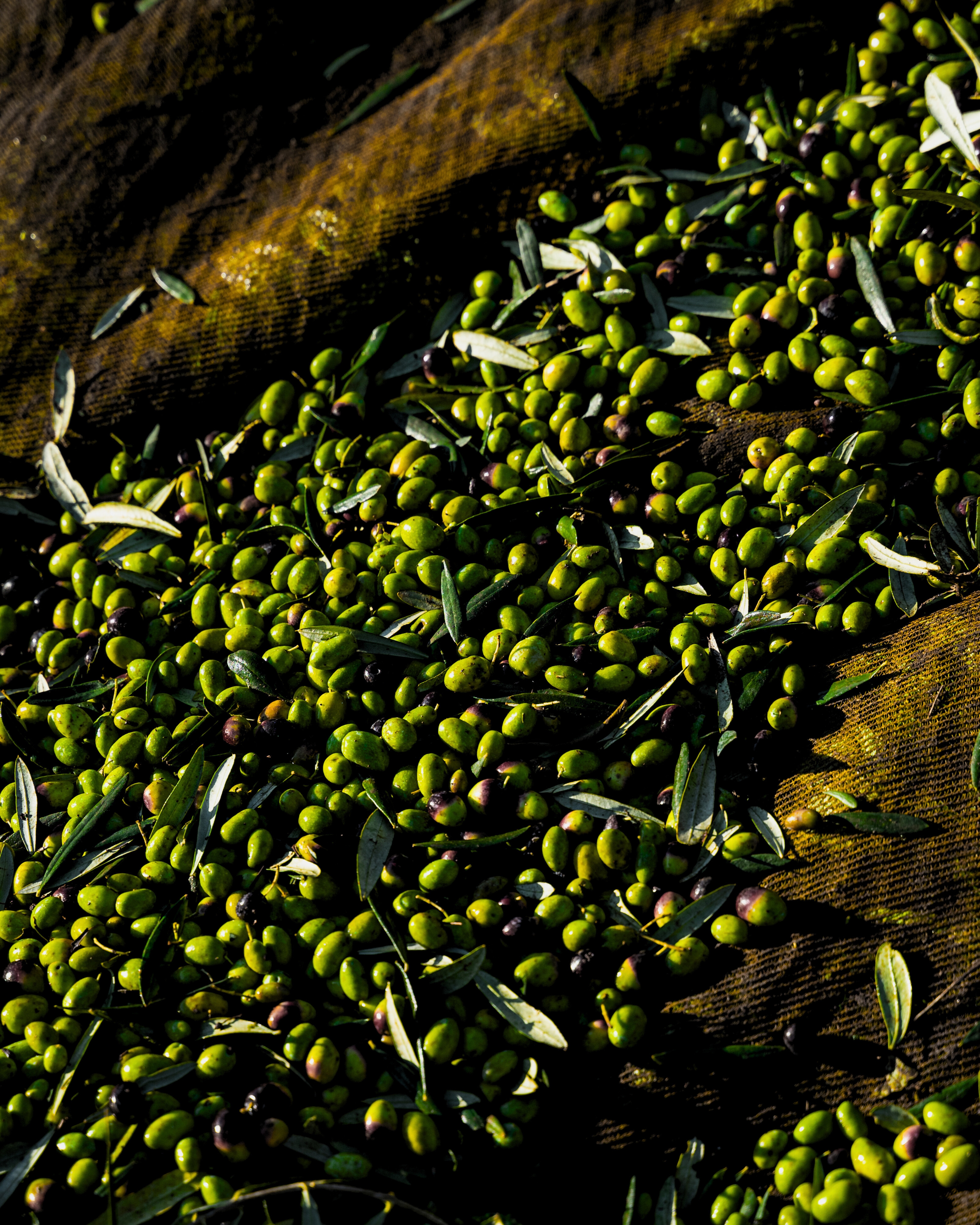 Premium olive oil with deconstructed, striking packaging breaking away from tradition.
