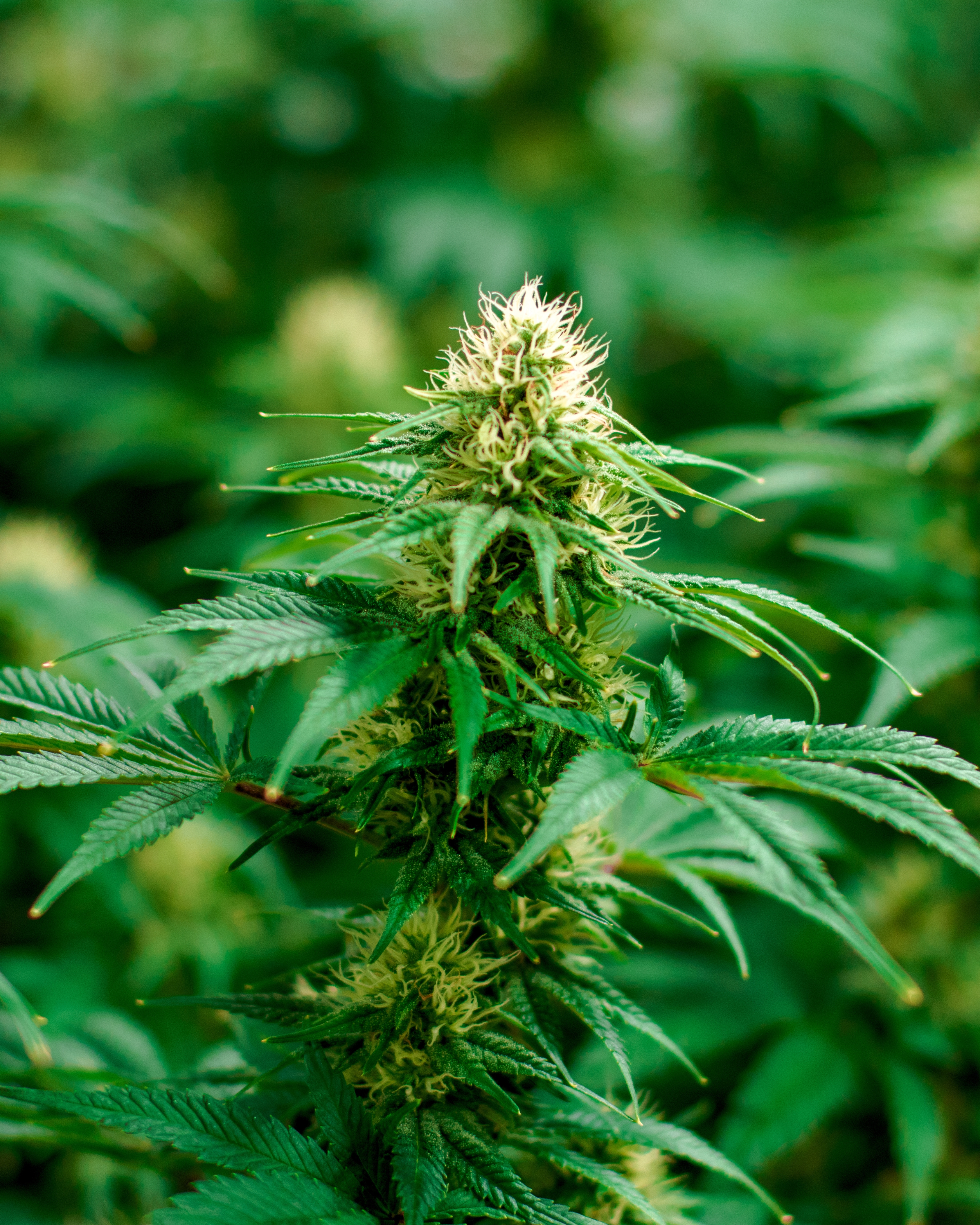 Cannabis oil line for wellness with time-of-day-tailored products and calming packaging