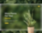 Plants for home 1