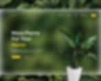 Plants for home 2