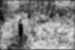 UNADJUSTEDNONRAW_thumb_222d_edited_edited.jpg