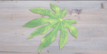 plleaf.gif