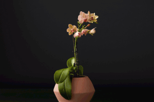 Plant_05_3x2_v02 pedro