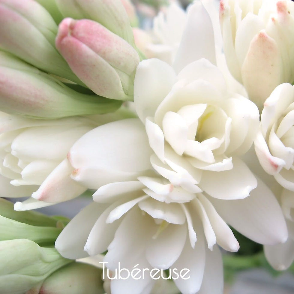 Miniature : LUMINOSENS -Bougie parfumée 5 sens - L' odorat- Blanc mat- Noyer