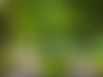 Unveiling the Code of Professional Honesty: Navigating the Unknown with Integrity in the Workplace