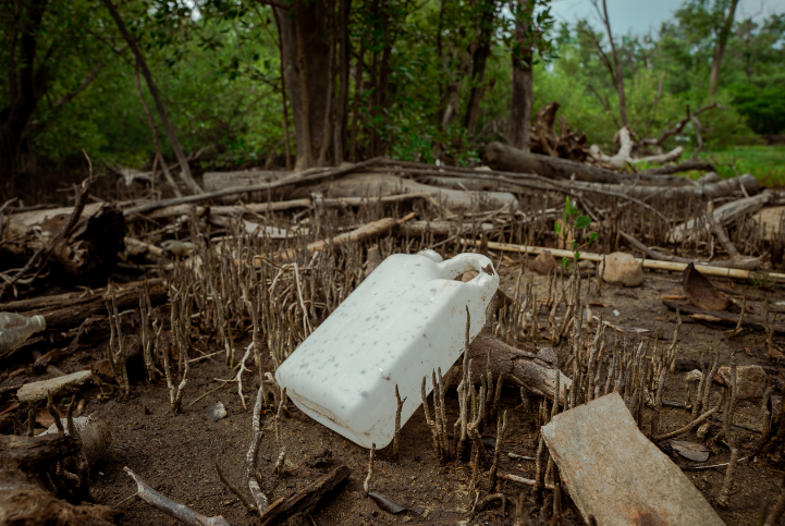 Polluted Mangrove Field