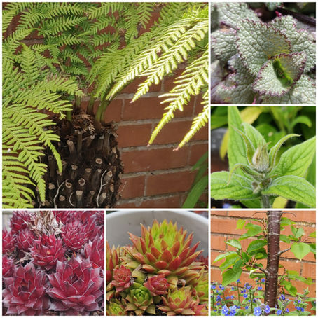 Nature connection whilst Shielding