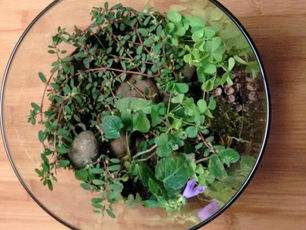 Terraform This: Terrariums & Transformations (Free)