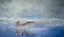 Sea Eagle