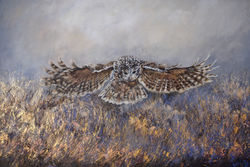 Barredowl