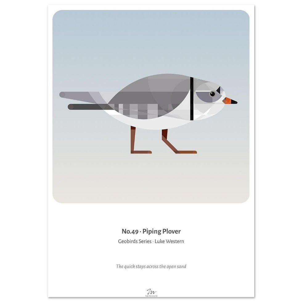 Thumbnail: Piping Plover Art Print
