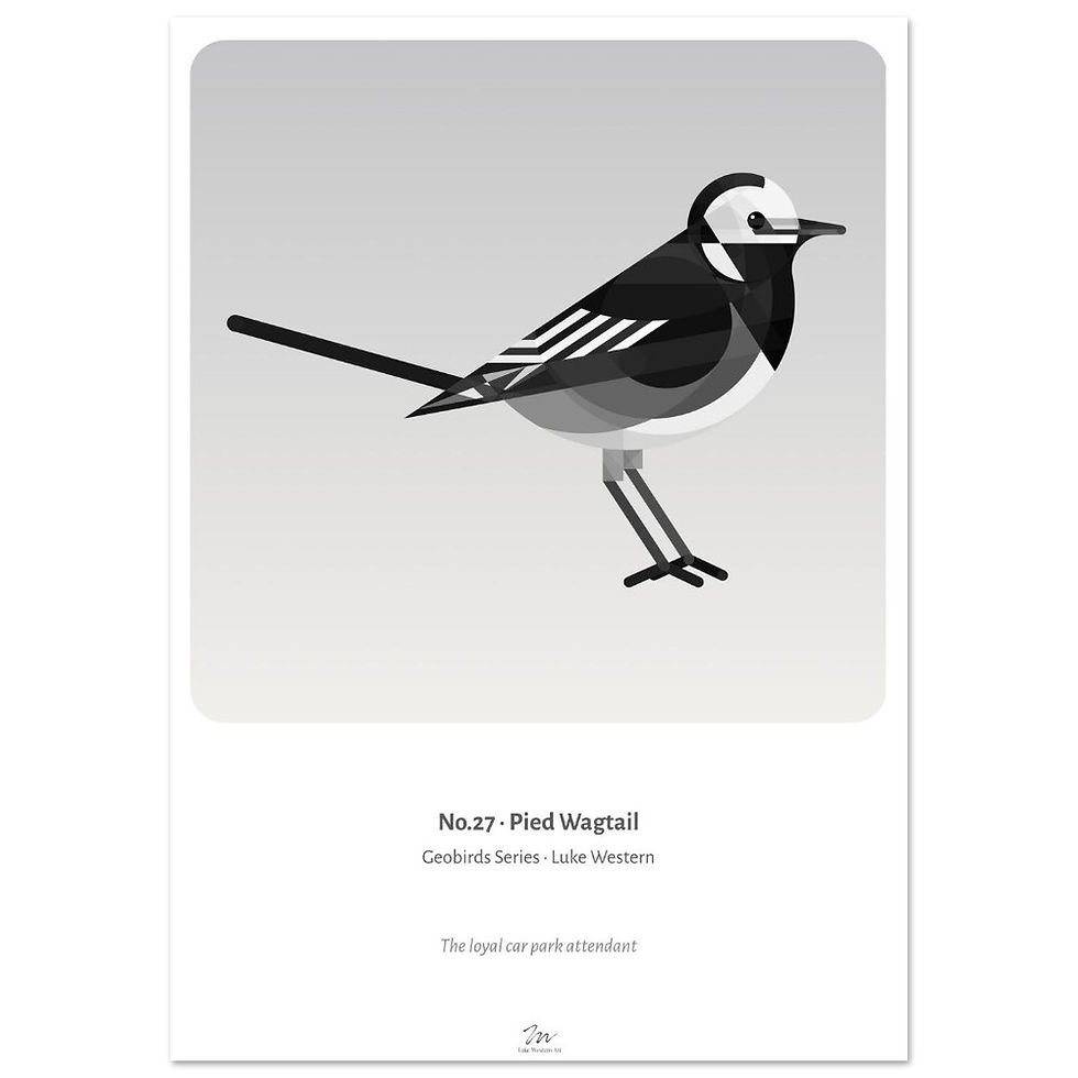Thumbnail: Pied Wagtail Art Print