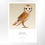 Thumbnail: Barn Owl Art Print