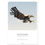 Thumbnail: White - Tailed Eagle Art Print
