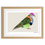 Thumbnail: Superb Fruit Dove Bird Art Print