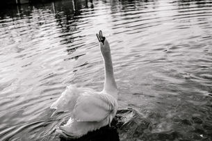 New Year's Greetings (2026)