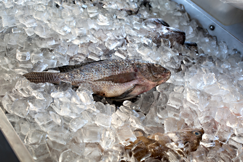 Whole Fish
