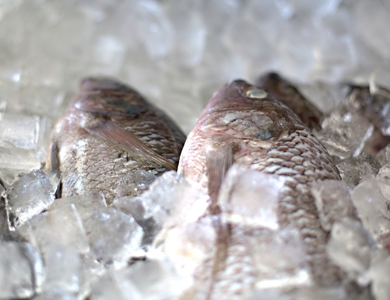 Seabass