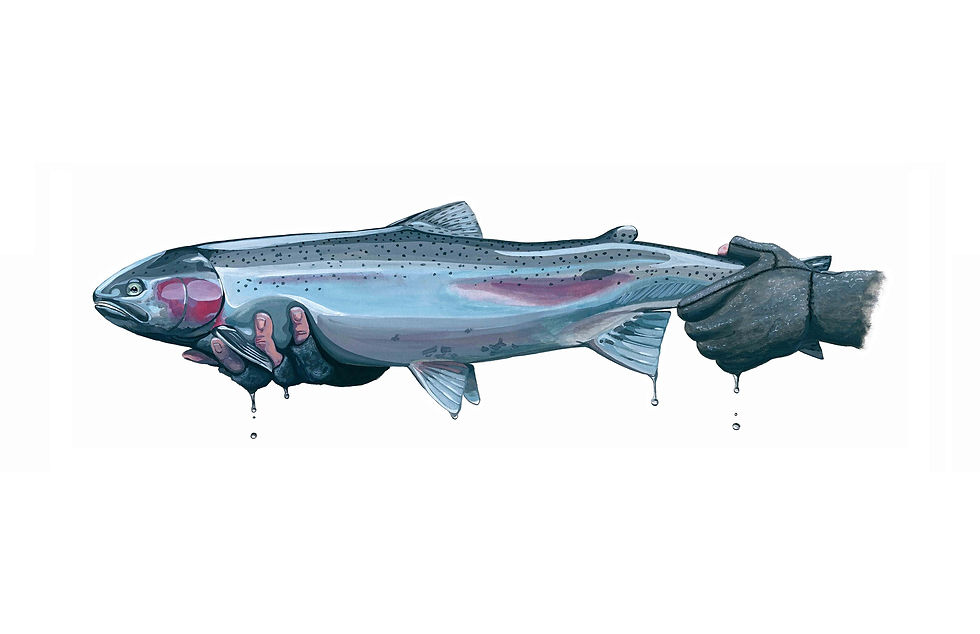 Salmon River Steelhead