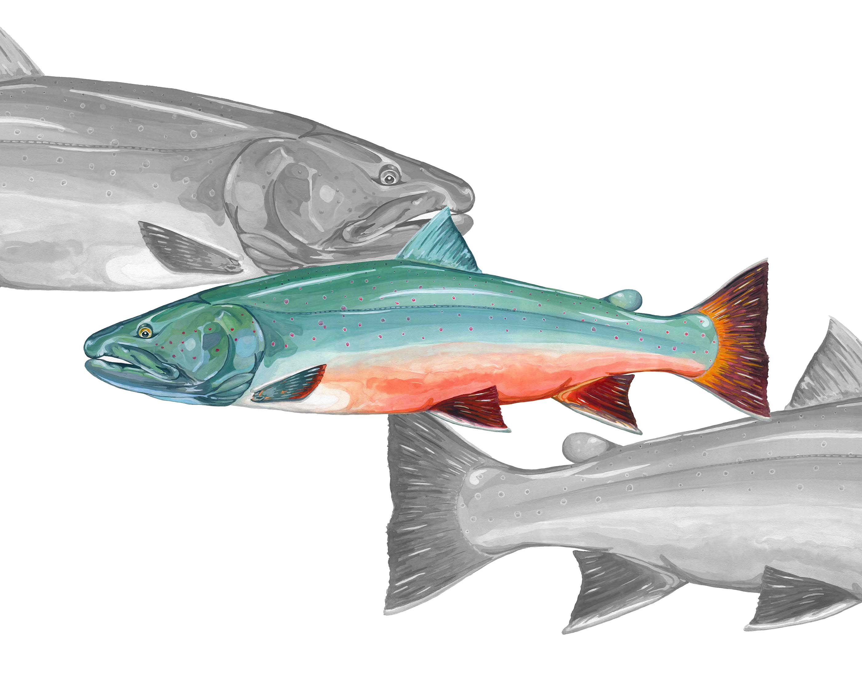 Bob Marshall Bull Black and White