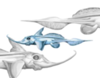 Rhinochimaera Black and White