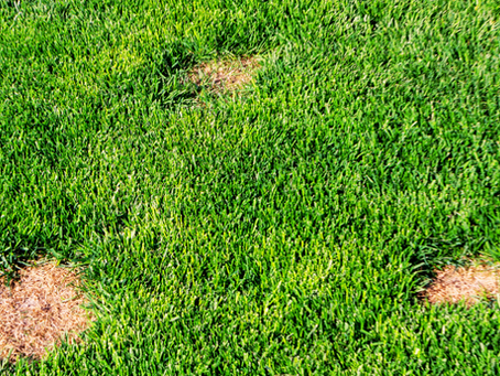 August is Prime Time for Lawn Diseases: How to Protect Your Lawn