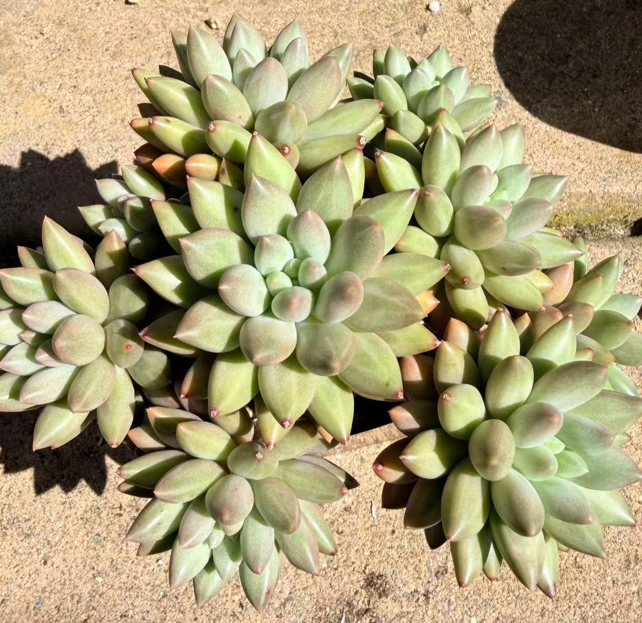 Pachyphytum compactum Red Dragonfly