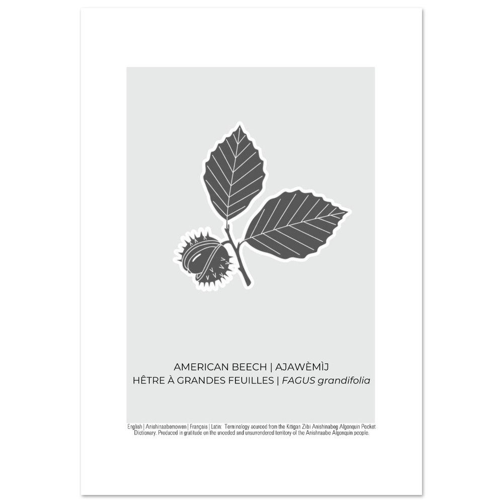 American Beech Art Poster