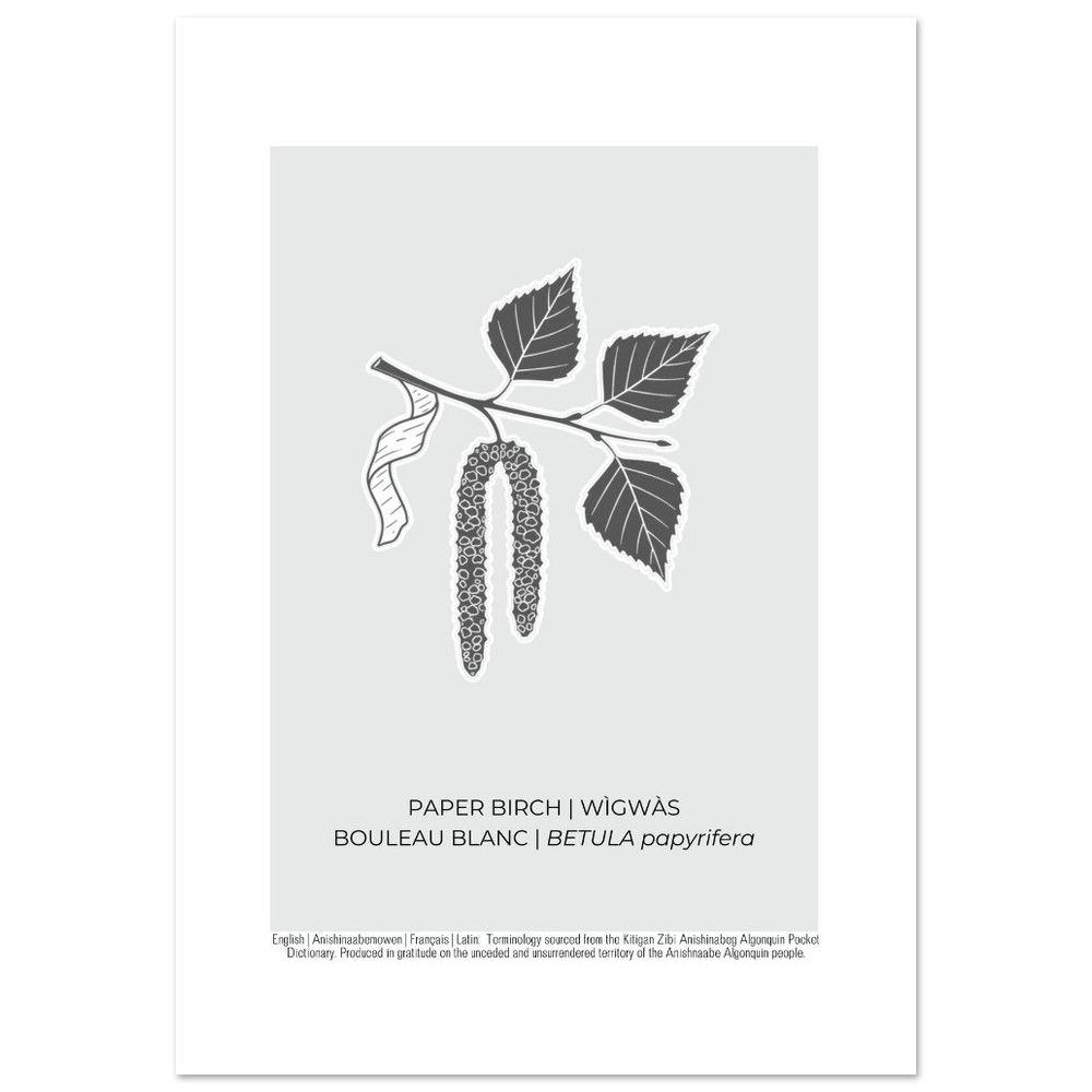 Paper Birch Art Poster