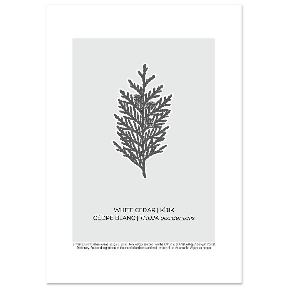 Thumbnail: White Cedar Art Poster