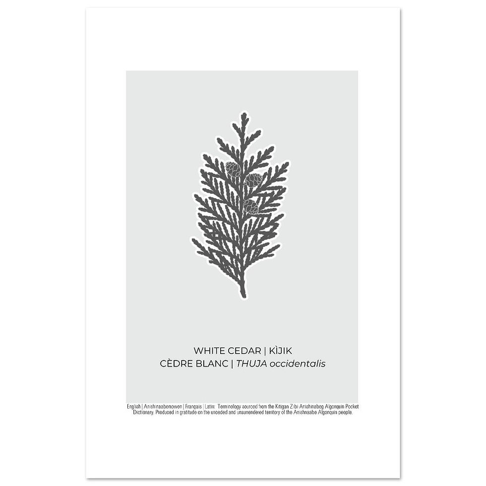 Thumbnail: White Cedar Art Poster