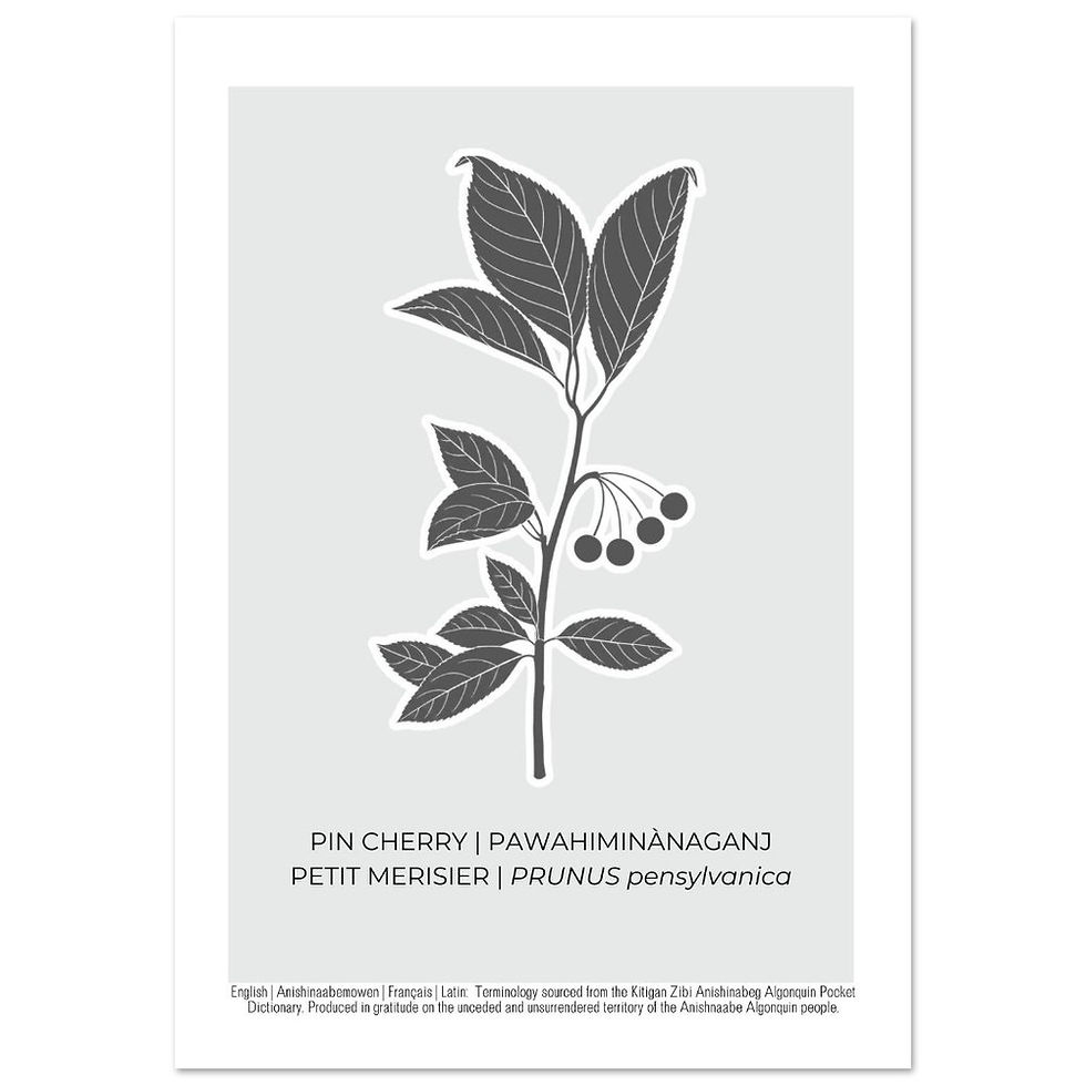 Thumbnail: Pin Cherry Art Poster