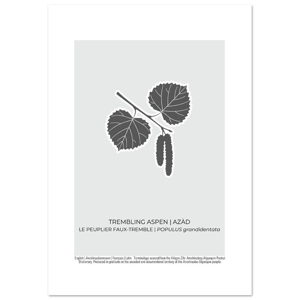 Thumbnail: Trembling Aspen Art Poster