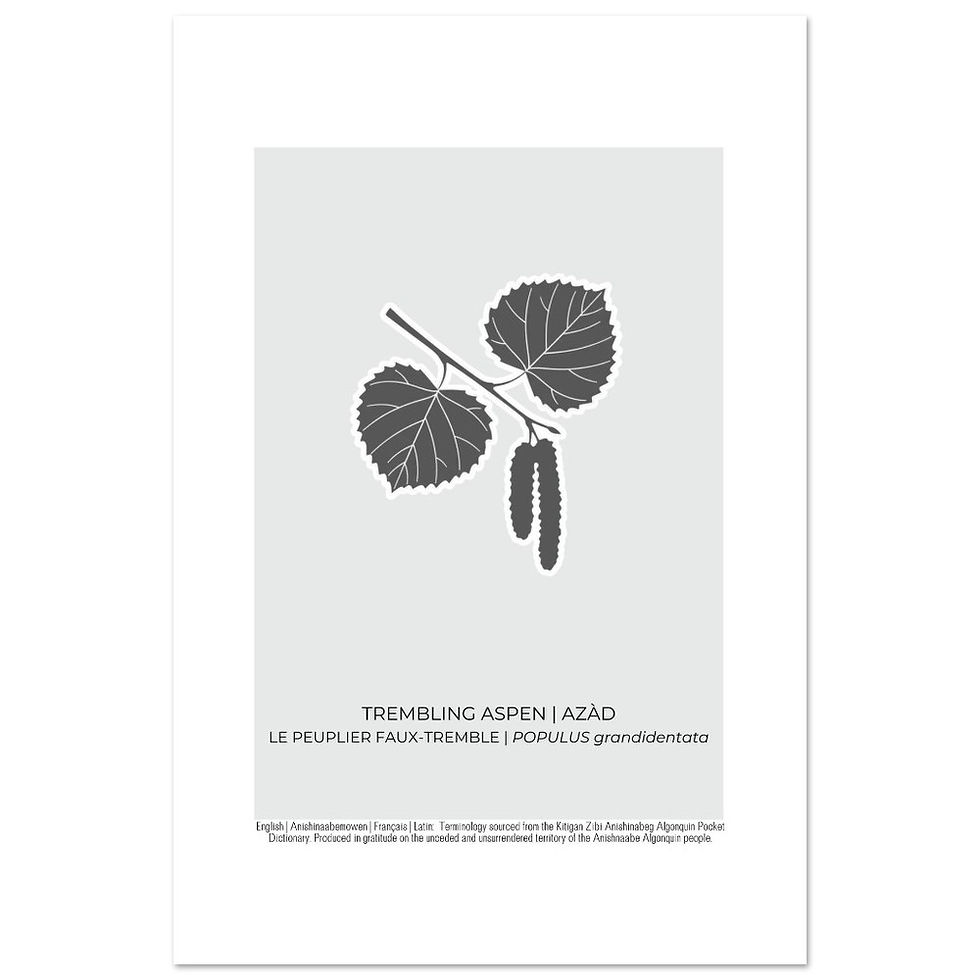 Thumbnail: Trembling Aspen Art Poster
