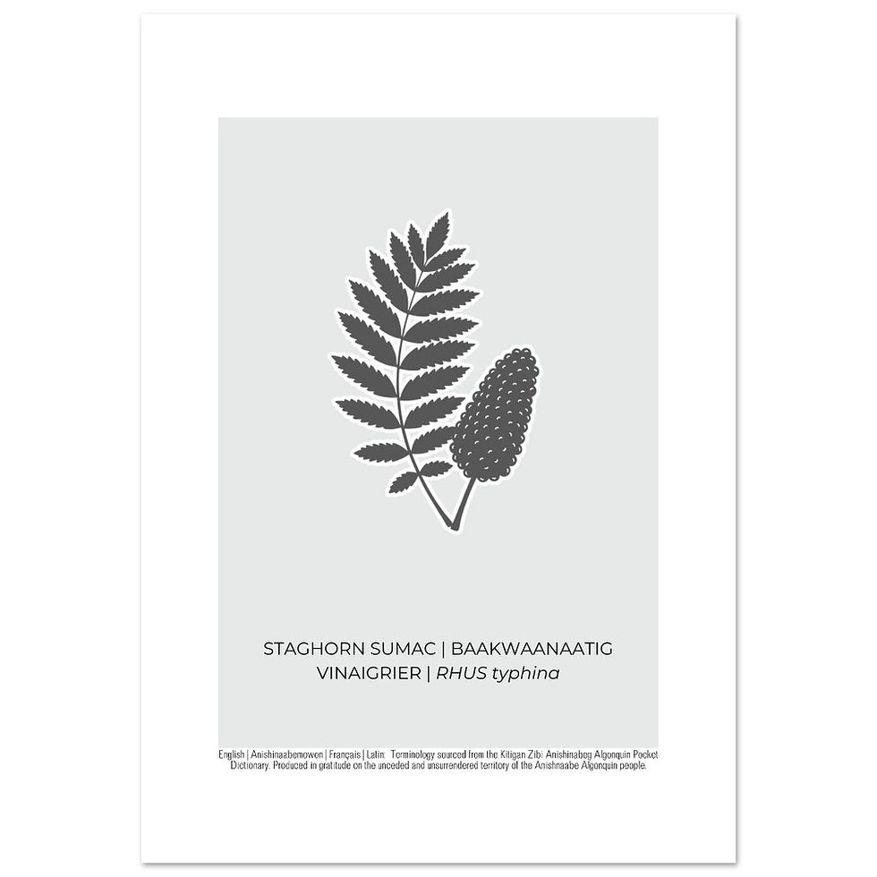 Thumbnail: Staghorn Sumac Art Poster