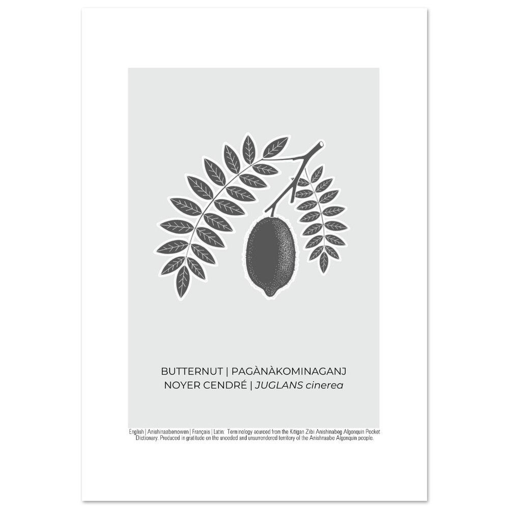 Butternut Art Poster