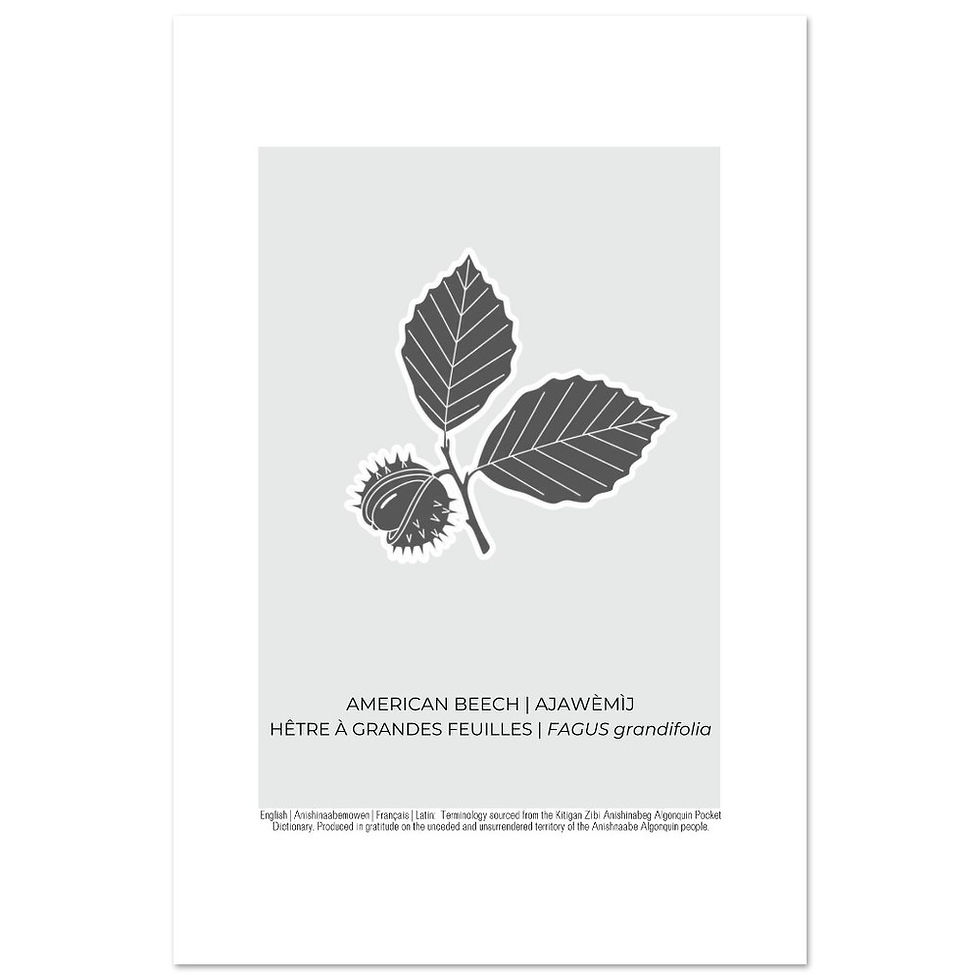 Thumbnail: American Beech Art Poster