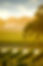 APPLY NOW - Assistant City Attorney - City of Lodi, CA