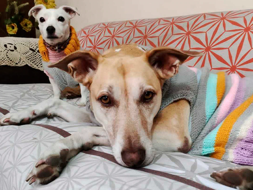 Día Mundial del Perro | Revista Objeto