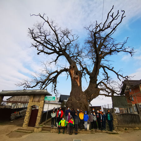 ÎN CAUTAREA RADACINILOR EUROPEI Stejarul multisecular din CAJVANA     800-900 ani