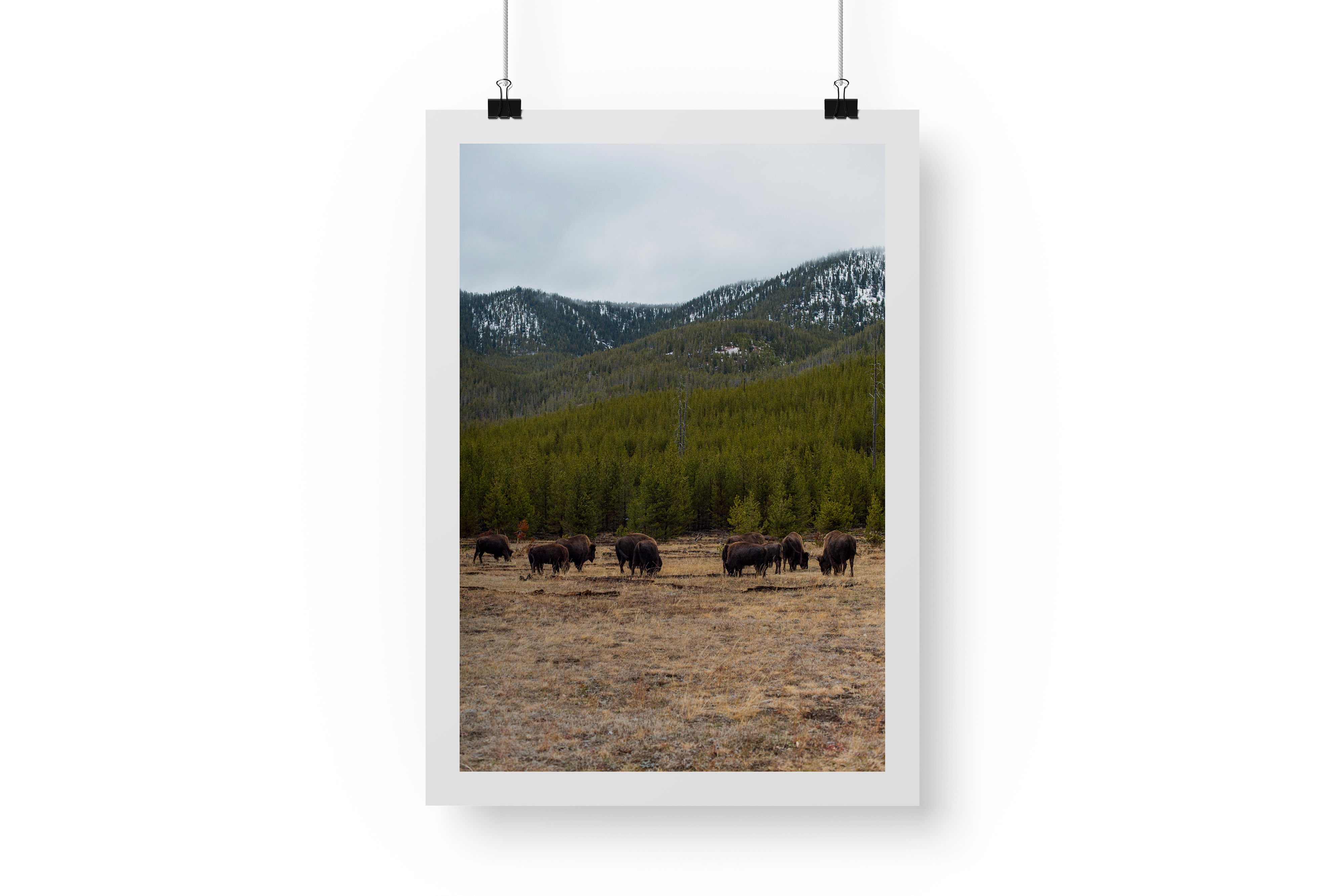 Gare aux bisons, Yellowstone National Park, USA